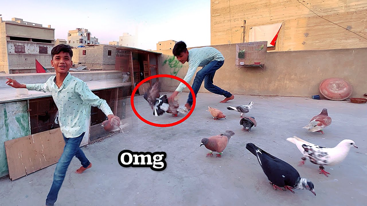 Bahut Acha Kabutar Pakda ёядйтшэя п Youtube