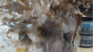 MAITAKE MUSHROOMS part 4