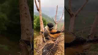 下雨了鸟妈妈用身体给孩子挡雨 #wildlife #animals