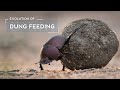 How Dung Beetles Evolved to Eat Poop