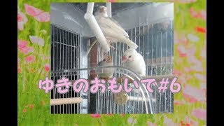 ゆきのおもいで6 文鳥の介護#116 　Memories. 8year old java sparrow.