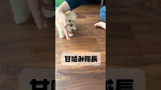 生後2ヶ月ポメプー！渾身の甘噛み🐶#ポメプー #ポメラニアン #トイプードル #犬 #犬のいる暮らし #dog #doglover #멍소타그램 #개소타그램 #포메라니안 #토입뿌드르