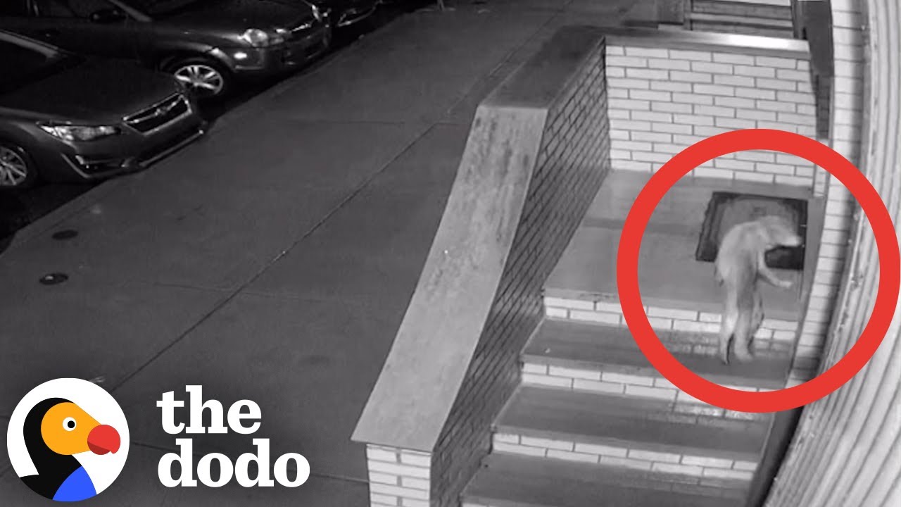 Stray Dog Breaks Into Family S House In The Middle Of The Night The