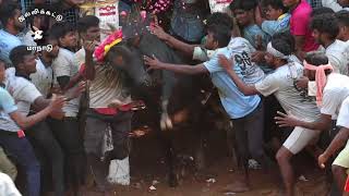 Regunathapuram Jallikattu 2022 / #jallikattu