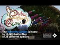 15,000 Butterflies of 26 different species live in Dubai Butterfly Garden