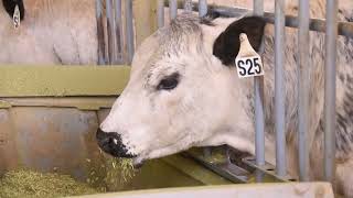 Feed Efficiency Testing - Speckle Park Cattle