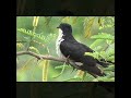 jacobin cuckoo.. beautiful bird with green background.. 🙂 a view from lakshmi gardens.. shorts