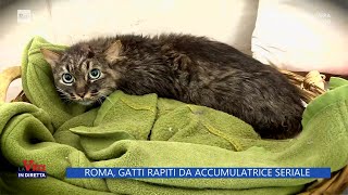 Roma, gatti rapiti da accumulatrice seriale - La Vita in diretta - 31/03/2023