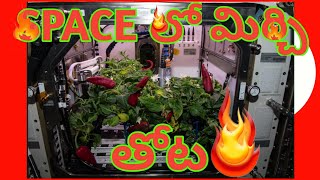 SPACE లో మిర్చి తోట? TOP INTERESTING FACTS ( SR FACTS IN TELUGU )