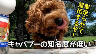 【キャバプー】犬種名のグッズがないので自作してみた