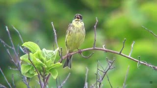 アオジ（2）さえずり（舳倉島） - Black-faced bunting - Wild Bird - 野鳥 動画図鑑