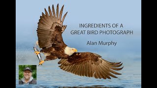Ingredients of a Good Bird Photograph