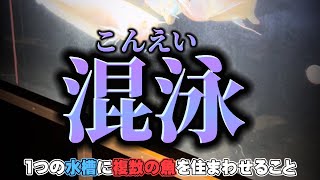 【むさし45週目】アロワナを混泳をさせるメリット知ってる？？実は結構……