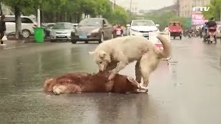 로드킬 당한 베프 옆에서 오열하는 댕댕이