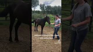 Jaydyn deaf cowgirl and her unhandled Onaqui Mustang after 3 months.