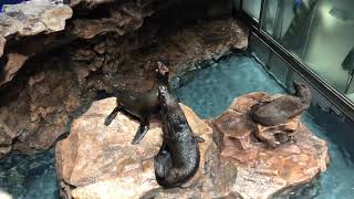 アシカさん同士？が喧嘩して追いかける。怖い。。(すみだ水族館)／Sea lions? He chases after fighting. scared. . (Sumida Aquarium)