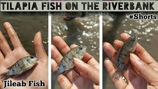 Tilapia Fish (Jalebi Meen) On The RiverBank #Shorts