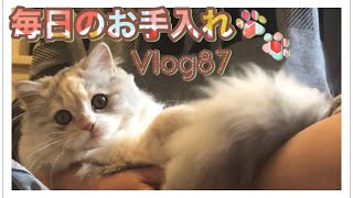 猫【ミヌエット】毎日のお手入れ🐾ブラッシング๑おめめのお手入れ๑爪の確認