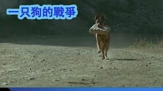 導演有多荒唐，為了拍電影，把功勛軍犬當場炸死！引發眾怒！