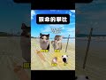 致命的攀比 喵不可言 cat funny 猫meme pets 喵星人 搞笑 貓 cute 喵 攀比 猫meme小剧场 cat