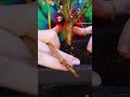 making a fuji cherry bonsai