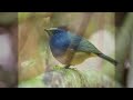 nilgiri blue robin sound