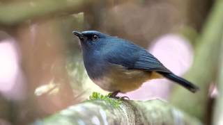 Nilgiri Blue Robin - Sound