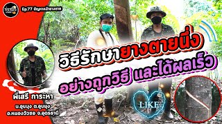 พ่อหมอเกษตร EP.77 ตอน วิธีรักษายางตายนึ่งอย่างถูกวิธีและได้ผลเร็ว