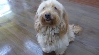 プクちゃんにお話★犬のようちえん高槻教室