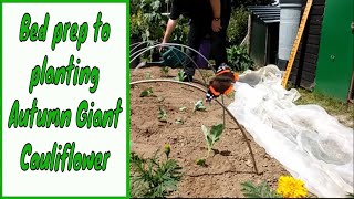 Bed prep to planting Autumn Giant Cauliflower