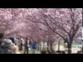 狭山池　桜　堺市