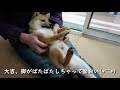 豆柴大吉＃５５『大吉の休日。朝から雨で寒～い日曜でした♪』【仔犬】【生後4か月】