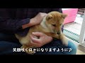 豆柴大吉＃５５『大吉の休日。朝から雨で寒～い日曜でした♪』【仔犬】【生後4か月】