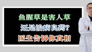 鱼腥草是害人草还是治病良药？医生告诉你真相