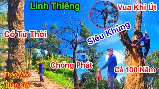 Vua Khỉ Út Cùng Chú Sáu Cưa Cây Tràm Đại Cồ Thụ Linh Thiêng Niên Đại Cả 100 Năm Thời Chống Pháp 1/2