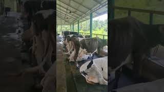 ഒരു വമ്പൻ പശു ഫാം കാണാംThrissur🐮#dairyfarm #cowfarm