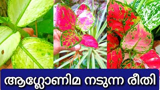 ഭംഗിയുടെ കാര്യത്തിൽ ഈ ചെടികൾ കേമന്മാർ | ആഗ്ലോനിമ വളർത്തുമ്പോൾ ഈ കാര്യങ്ങൾ അറിഞ്ഞിരിക്കാം | Aglonema