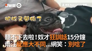 聽不下去啦！奴才狂訓話15分鐘，兩巴哥反應大不同｜寵物｜狗狗