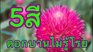 สวนดอกบานไม่รู้โรย 5สี 2564　…ชุดผลิตดอกไม้ (37)