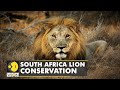 South Africa sets up small reserves to protect Lions | Big cat battle habitat loss and poaching