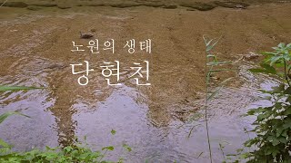 노원의 숨은 명소 _ 노원의 생태 당현천