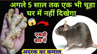 बिना दवाई अदरक से चूहे भागने का घरेलू तरीका😱 rid of mouse/ chuhe bhagane ka tarika