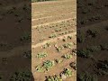 cowpea cowpea crop cowpea planting cowpea growing shorts youtubeshorts