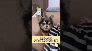 チワワの可愛いおしゃべり＆おねだりにいつも負ける飼い主 #チワワ #chihuahua #癒し #かわいい #愛犬 #shortvideo #shorts #多頭飼い