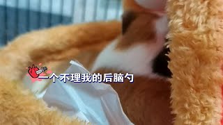 【荷兰猪】因为剪指甲和我关系破裂的小美QAQ