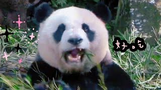 圓仔吃播最可愛，仔仔總是正面面對大家|熊貓貓熊The Giant Panda Yuan Yuan and Yuan Bao|台北市立動物園