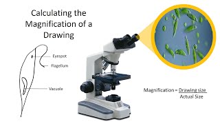 Calculating the Magnification of a Drawing