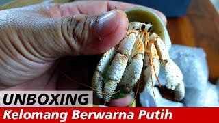 UNBOXING! Paket Kelomang Berwarna Putih | Unboxing | Crabpedia