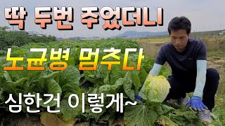 노균병.무름병 딱 두번으로 멈추었다 이젠 김장 배추 걱정 안해도