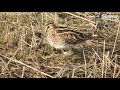 snipe feeding